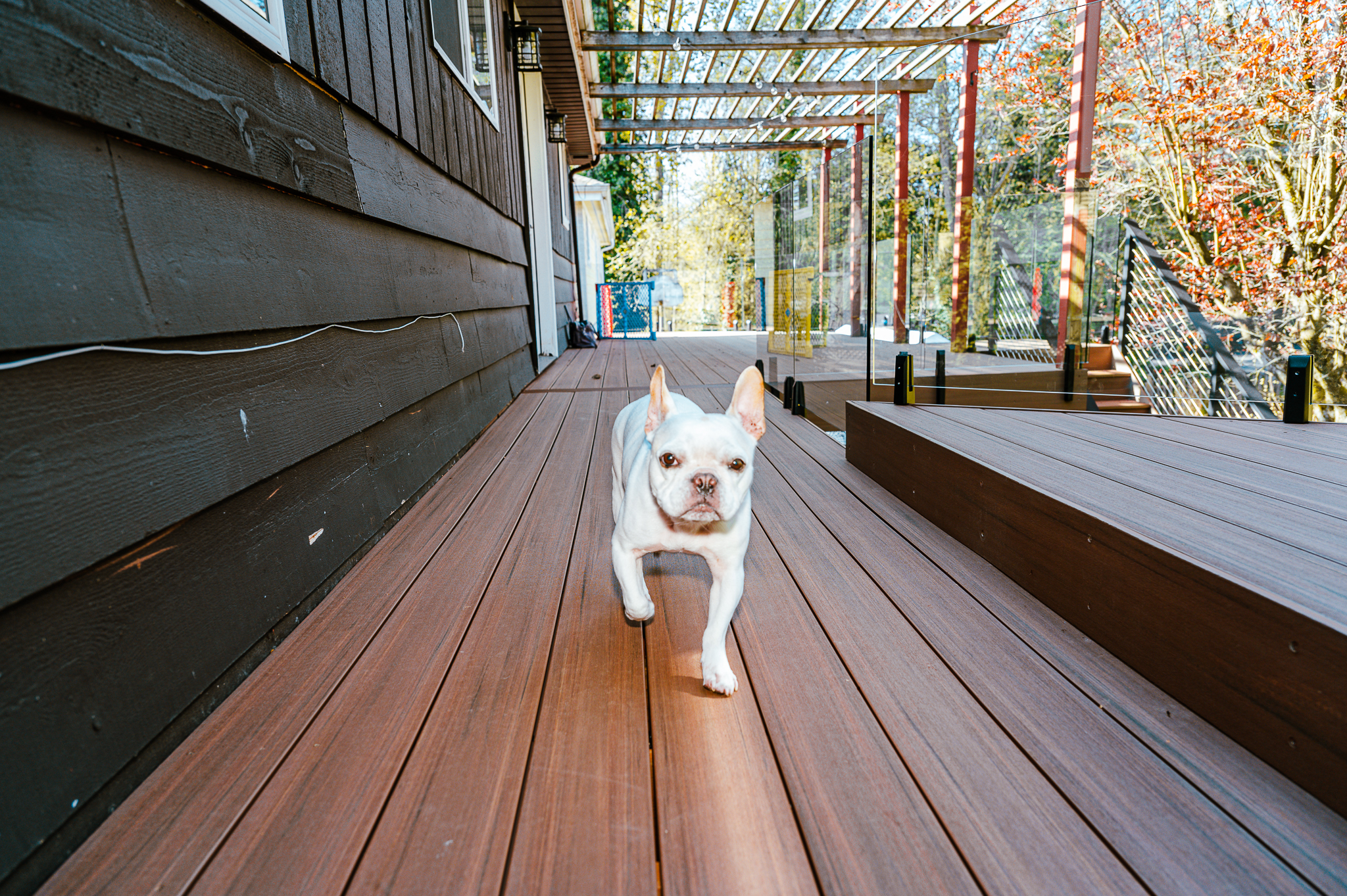 Pets on Decks: Consider Your Furry Friend&#8217;s Deck-Living Needs!